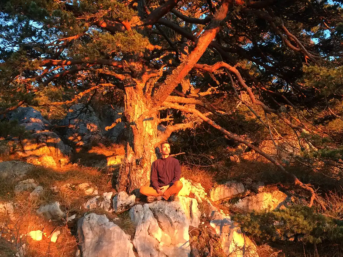 Homme sous un arbre lors d'un coucher de soleil